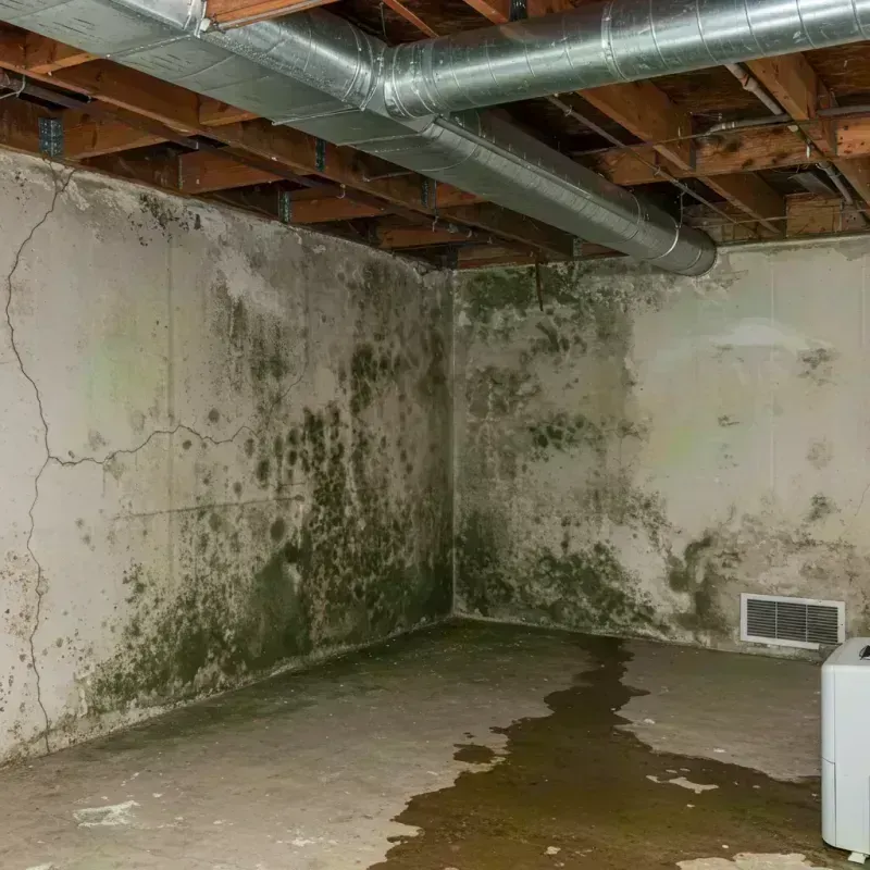 Professional Mold Removal in Spring Mount, PA